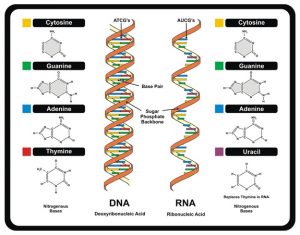 dna-rna-structure