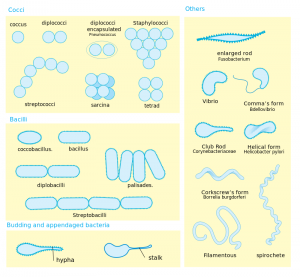 800px-bacterial_morphology_diagram-svg