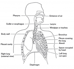 respiratory-system