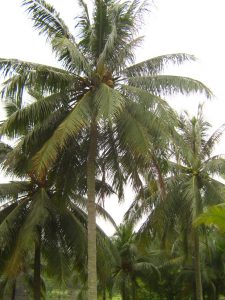 Singapore_coconut