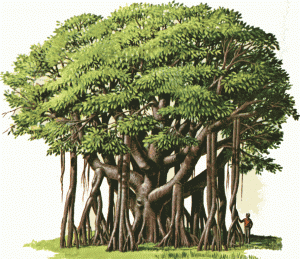 banyan-2