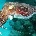 cuttlefish-dark