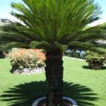 cycas