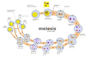 1024px-meiosis_diagram