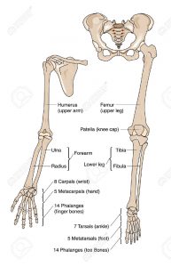 28500045-Bones-of-the-arm-hand-leg-and-foot-Stock-Vector-bones-anatomy-human