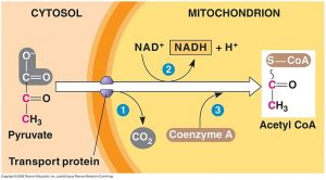 acetyl-co-a