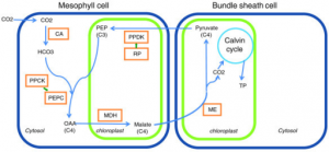c4-pathway