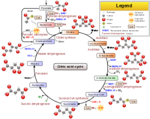 citric_acid_cycle_with_aconitate_2-svg