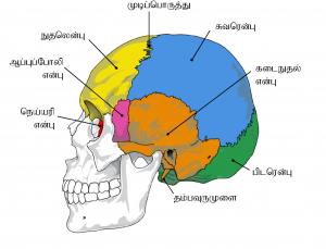 cranial_bones_en_v2