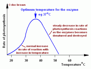 photosynthesisgraph3