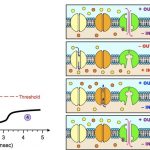 action_potential_med