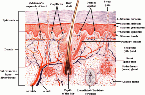 labeled-skin-diagrams