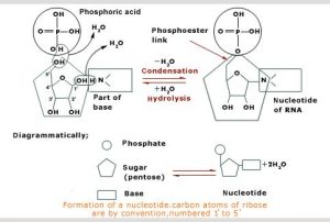 nucleotide-formation