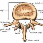 spinal_anatomy_09