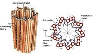 structure-of-centriole