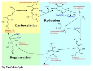 the-calvin-cycle