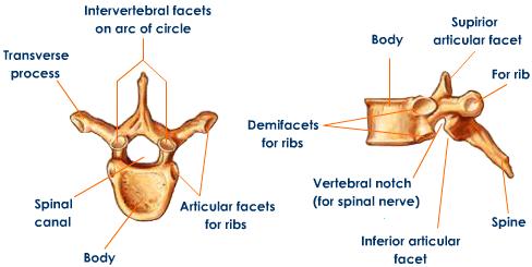 thoracic-vertebrae