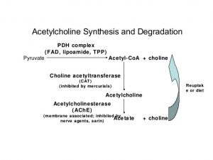 acetylcholine-4-638
